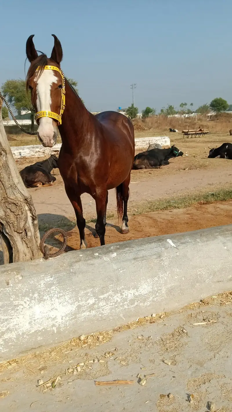 Mare with wachyra | Pure desi horse | desi wachera | horses — photo 4