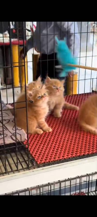 Quality Persian Punch Face cat &kittens 03476305771 WhatsApp