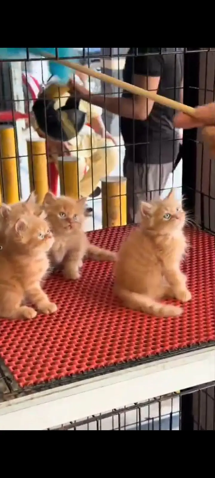 Quality Persian Punch Face cat &kittens 03476305771 WhatsApp — photo 2