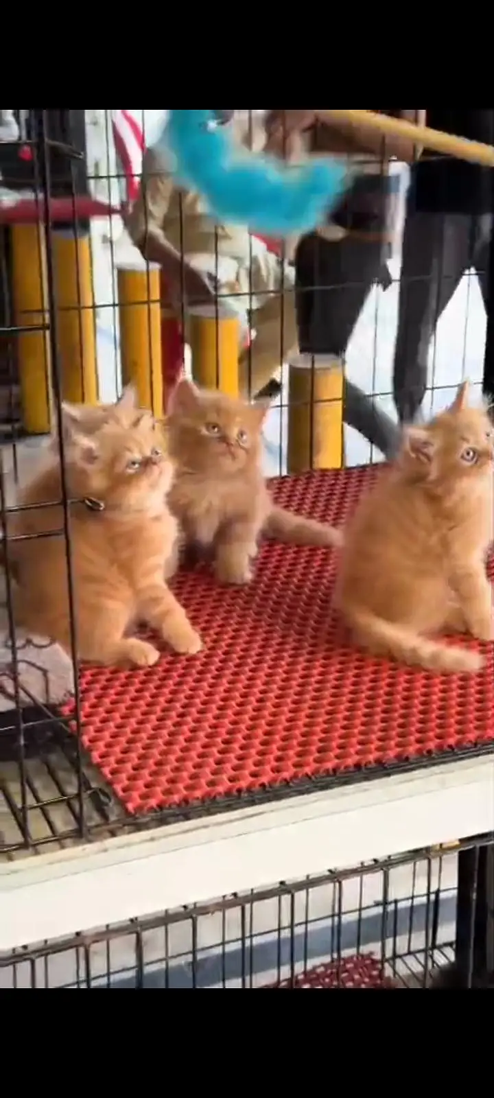 Quality Persian Punch Face cat &kittens 03476305771 WhatsApp — photo 3