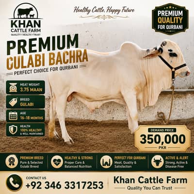 Sahiwal Bull | Bachra | ablak bull| cholistani | Qurbani 2027 | bachra