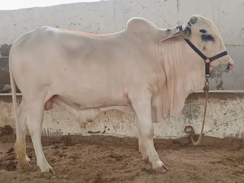 Sahiwal Bull | Bachra | ablak bull| cholistani | Qurbani 2027 | bachra — photo 3