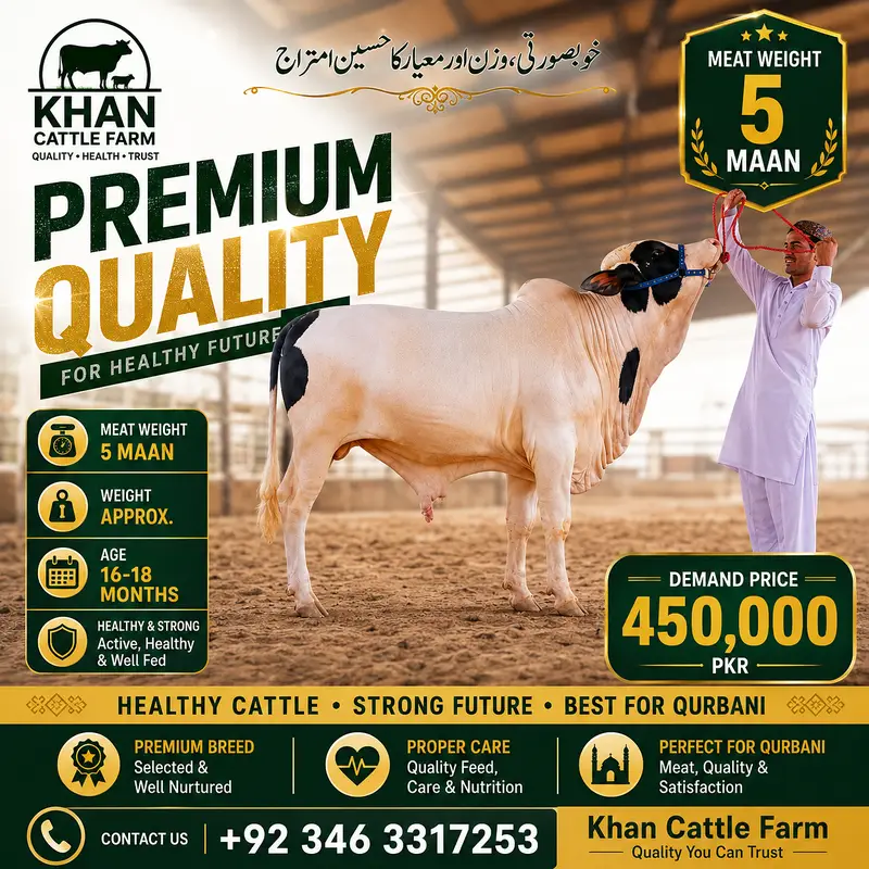 Sahiwal Bull | Bachra | ablak bull| cholistani | Qurbani 2027 | bachra — photo 5