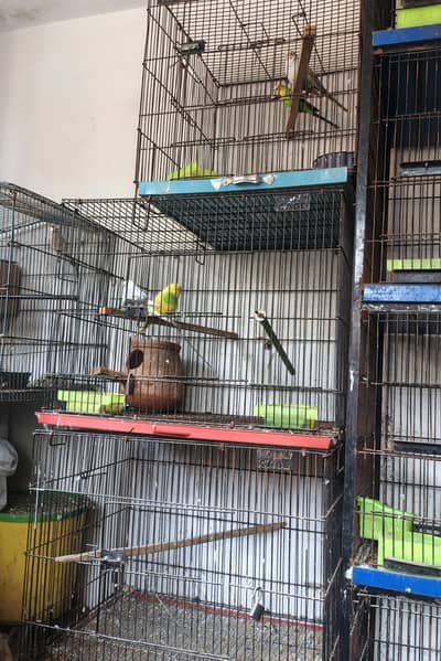 Cages For Sale