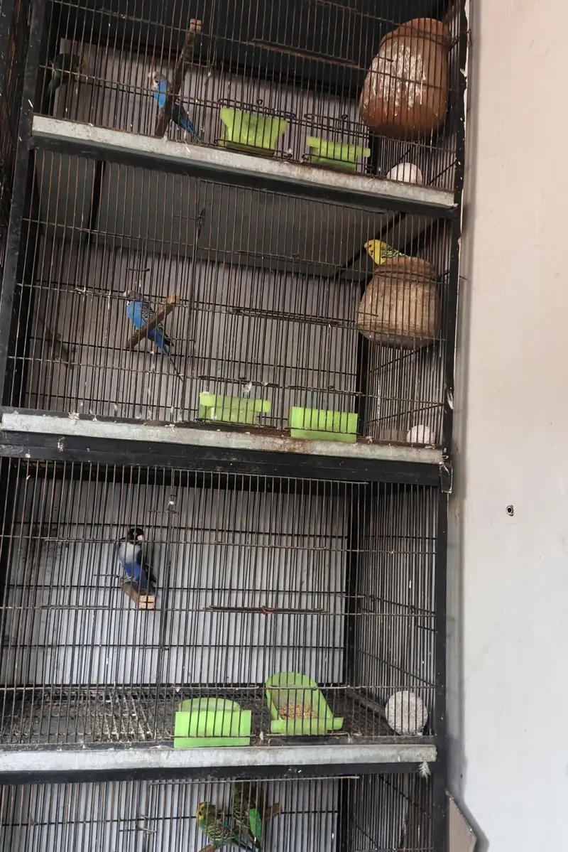 Cages For Sale — photo 3