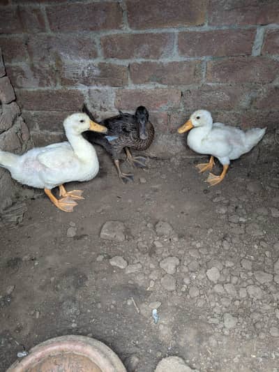 ducks