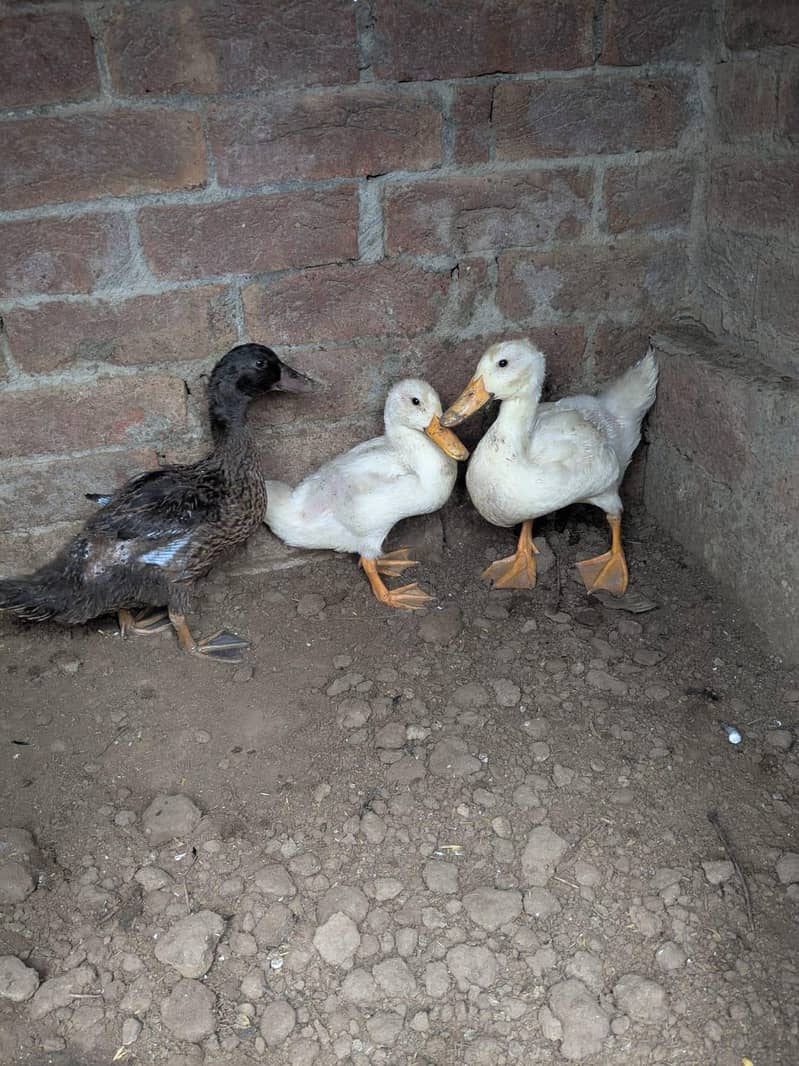 ducks 1