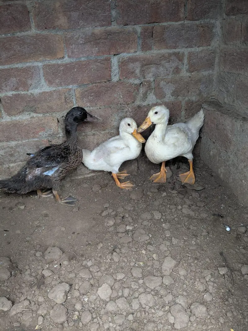 ducks — photo 2