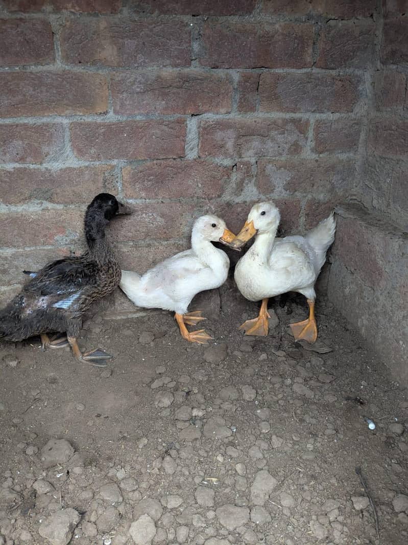 ducks 2