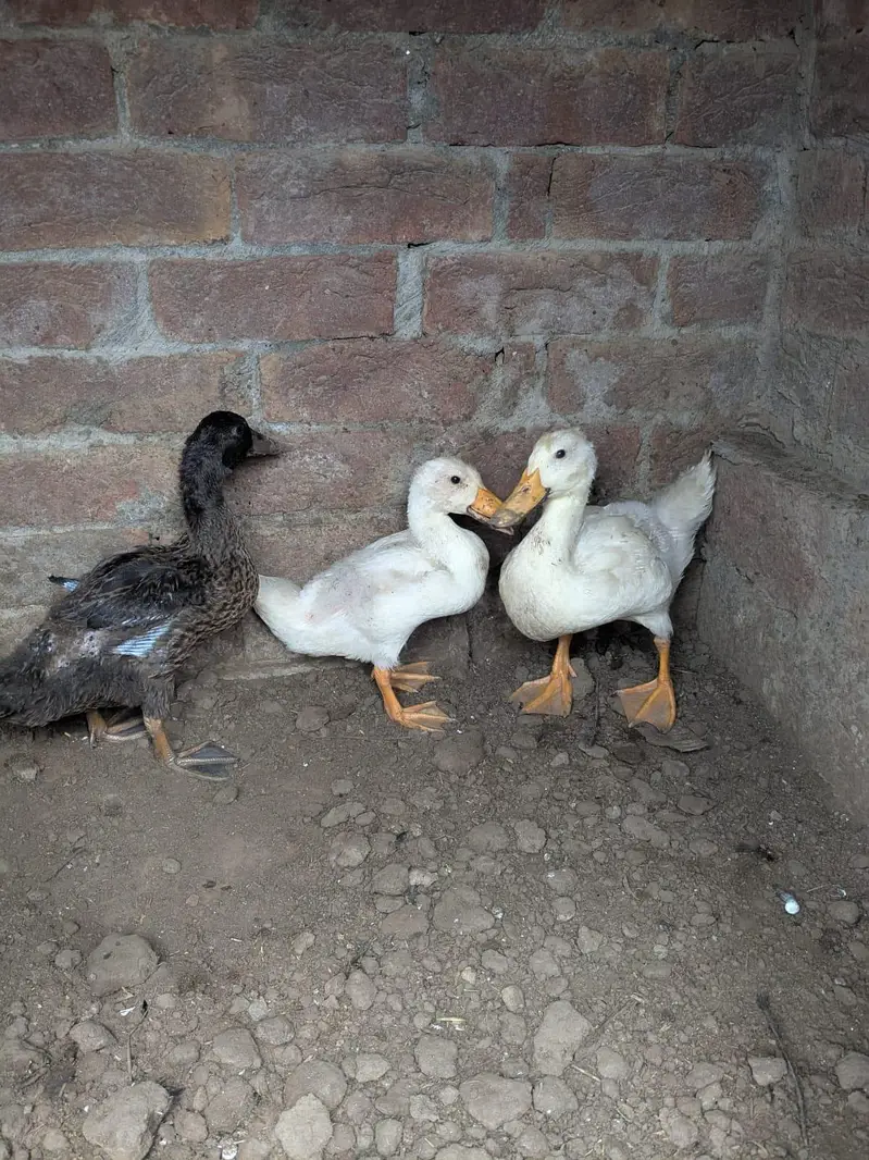 ducks — photo 3