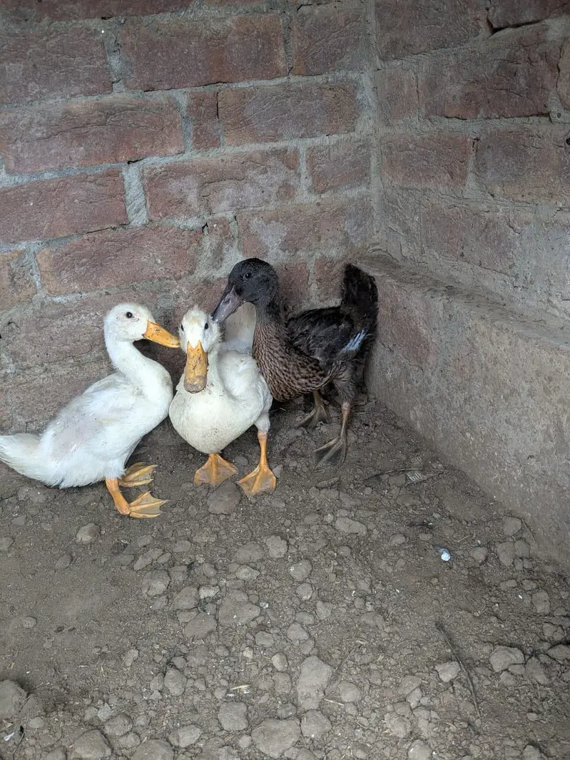 ducks — photo 4