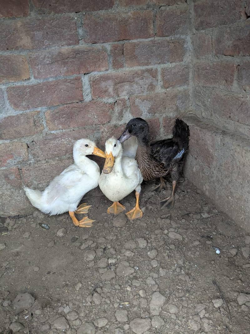 ducks 4