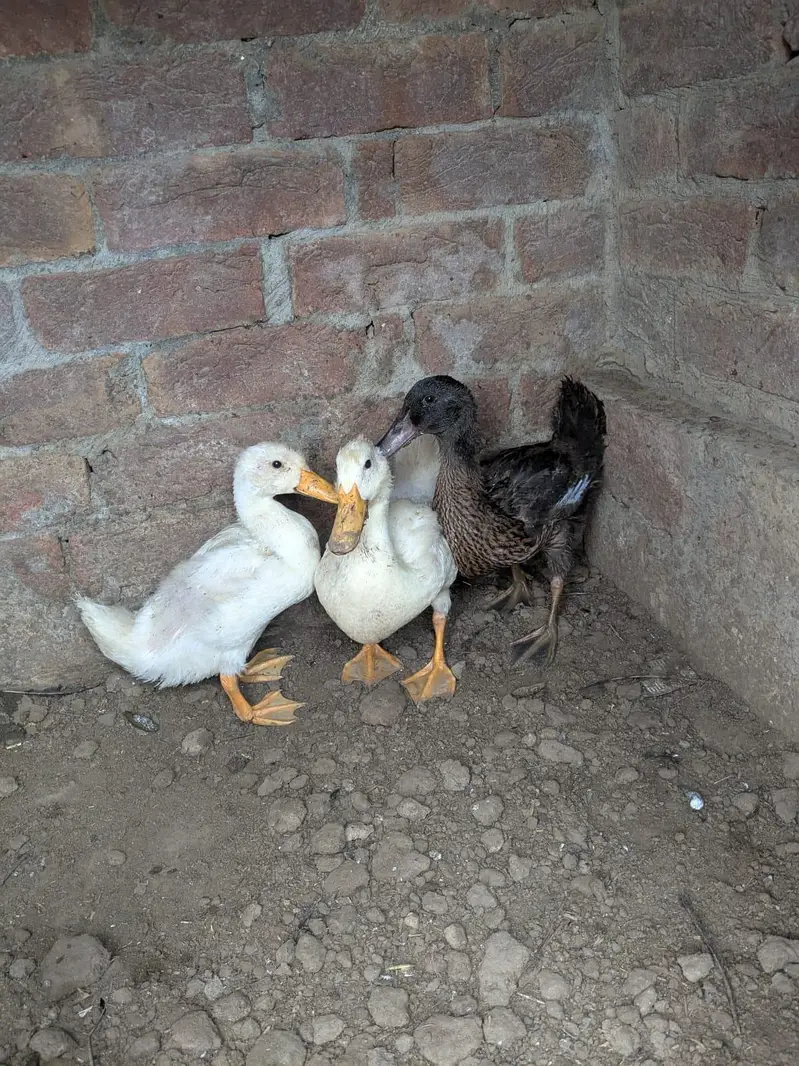 ducks — photo 5