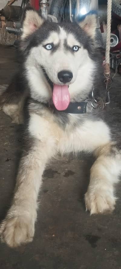 Siberian husky (Female)