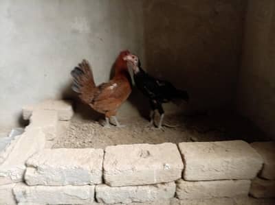 Whatsapp number 03034844672