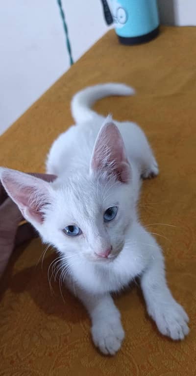 White (one  cot ) persian light Blue eyed cat