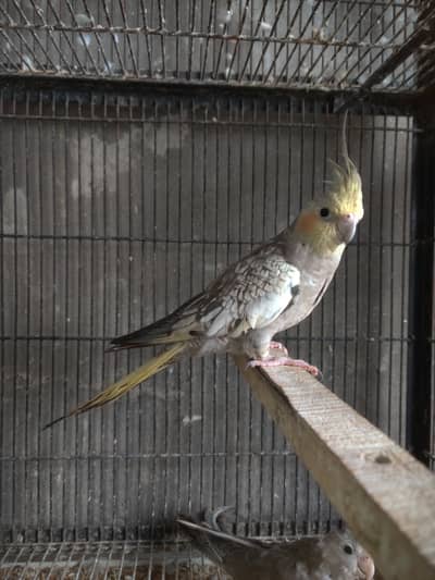 Mashallah good size pearl cockatiel female