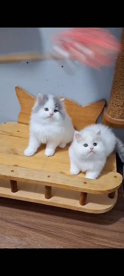 Quality Persian Punch Face cat &kittens 03476305771 WhatsApp