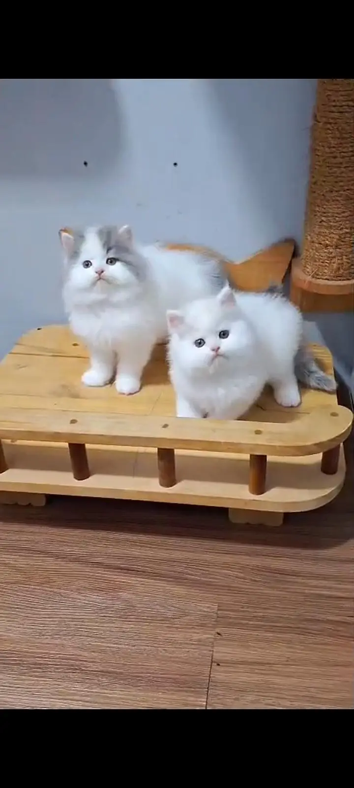 Quality Persian Punch Face cat &kittens 03476305771 WhatsApp — photo 2