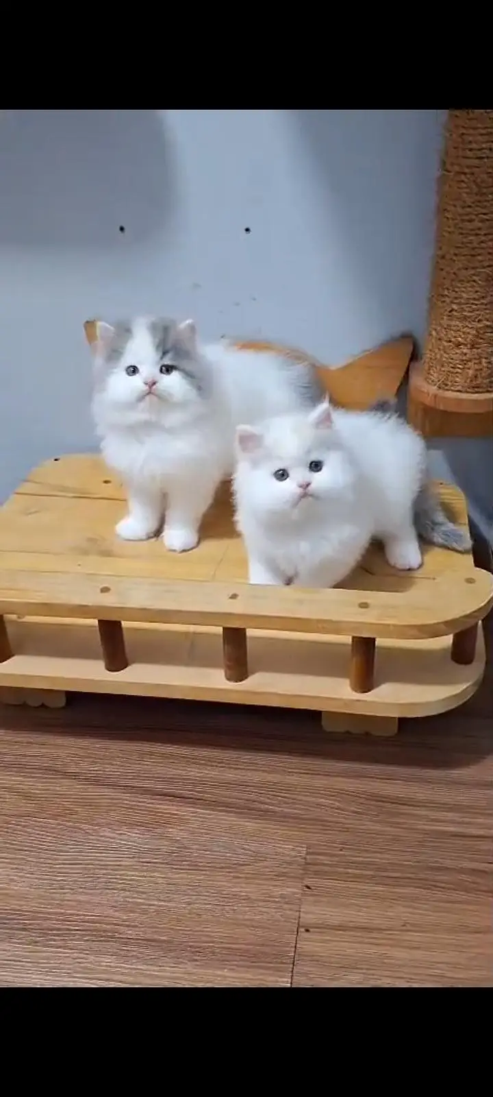 Quality Persian Punch Face cat &kittens 03476305771 WhatsApp — photo 3