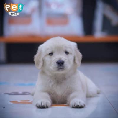 Golden Retriever Pedigree Puppies
