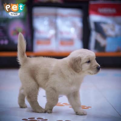 Golden Retriever Pedigree Puppies