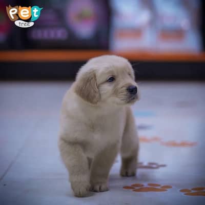 Golden Retriever Pedigree Puppies