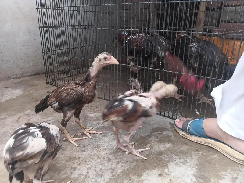 Pure Aseel pair availabel with 4 children — photo 2