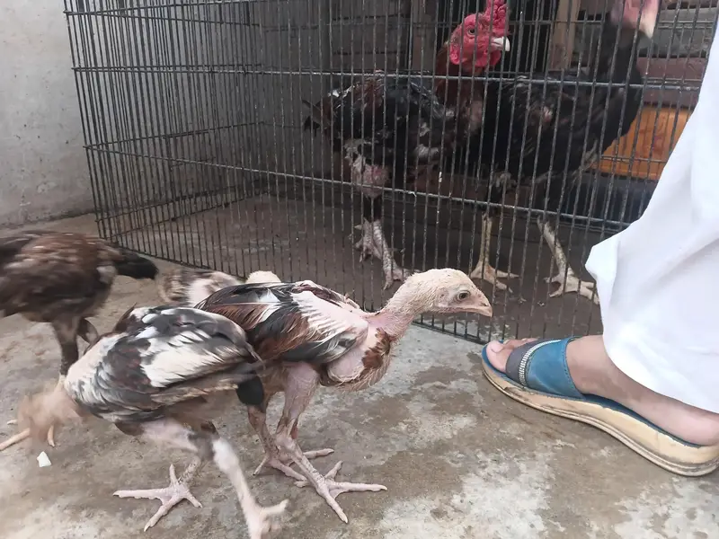 Pure Aseel pair availabel with 4 children — photo 3