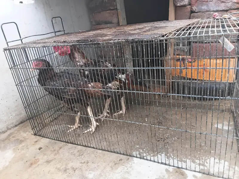 Pure Aseel pair availabel with 4 children — photo 4