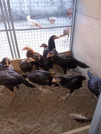 Aseel chicks available