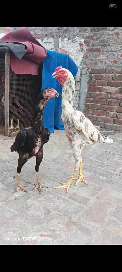 Aseel Shamo pair breader
