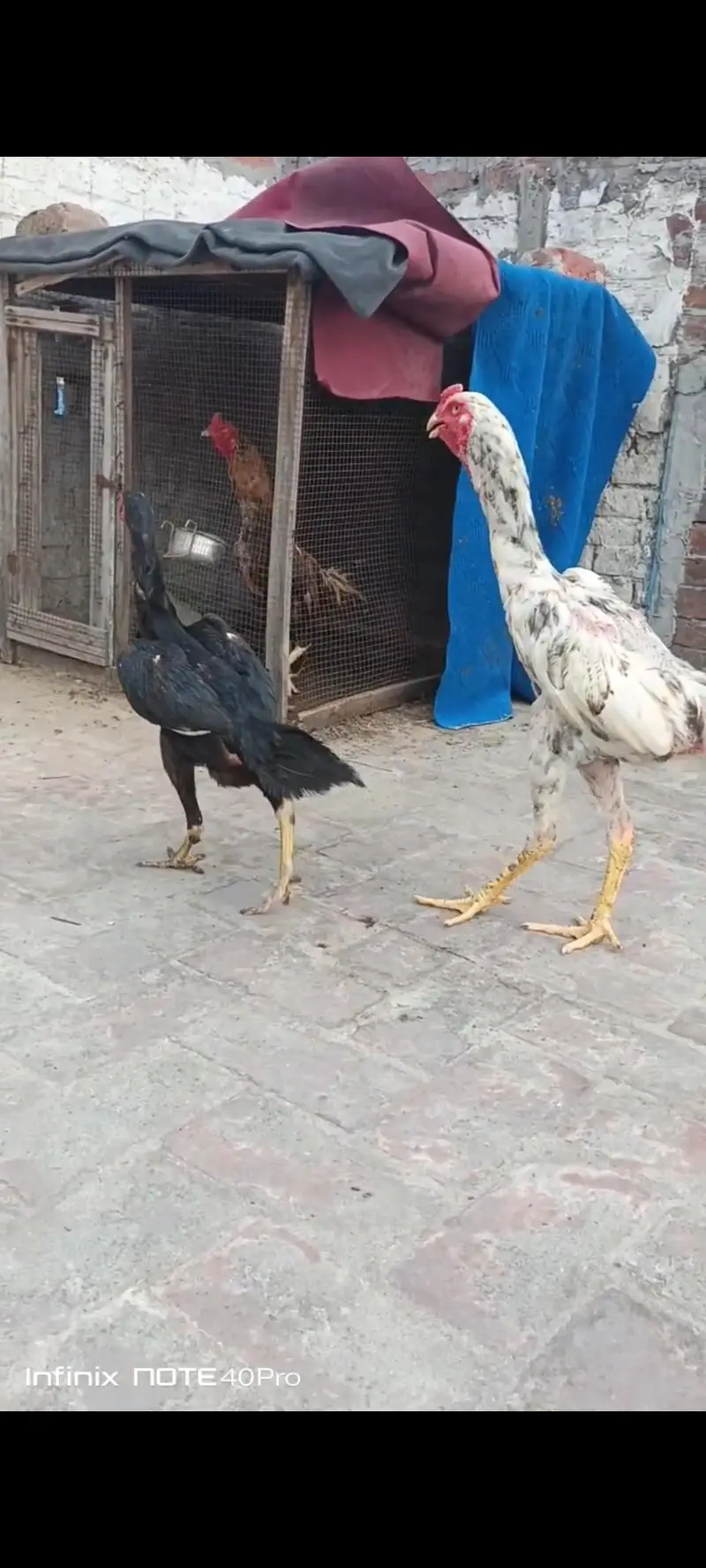 Aseel Shamo pair breader — photo 3