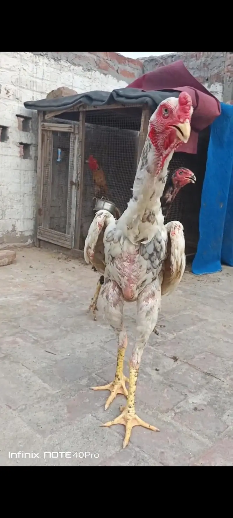 Aseel Shamo pair breader — photo 4