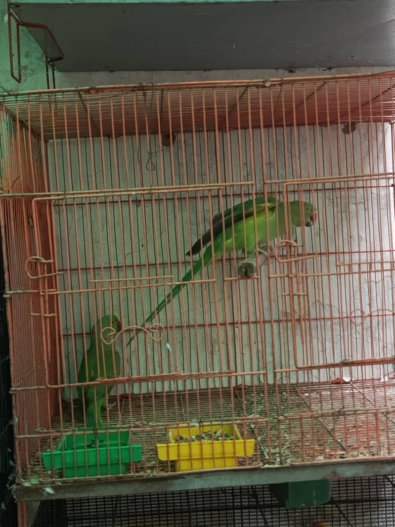 ringneck pair 0