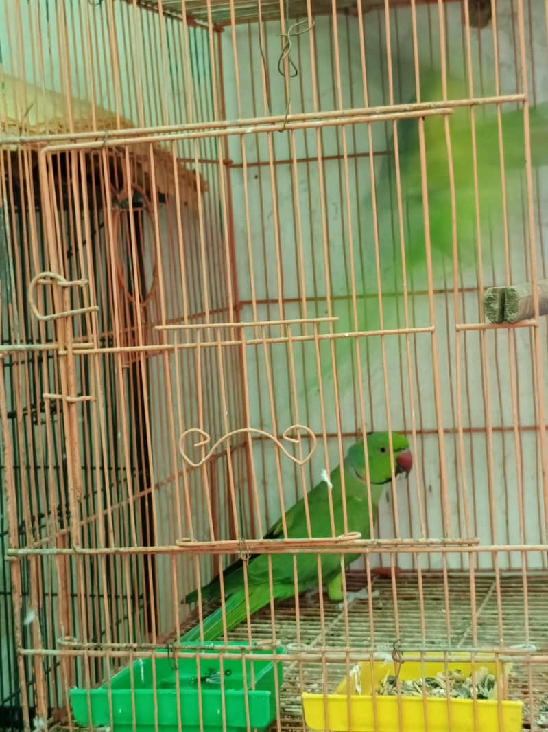 ringneck pair 1