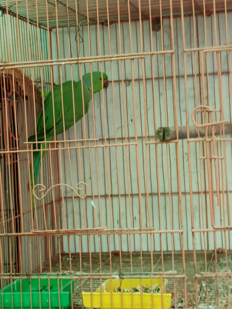 ringneck pair — photo 3