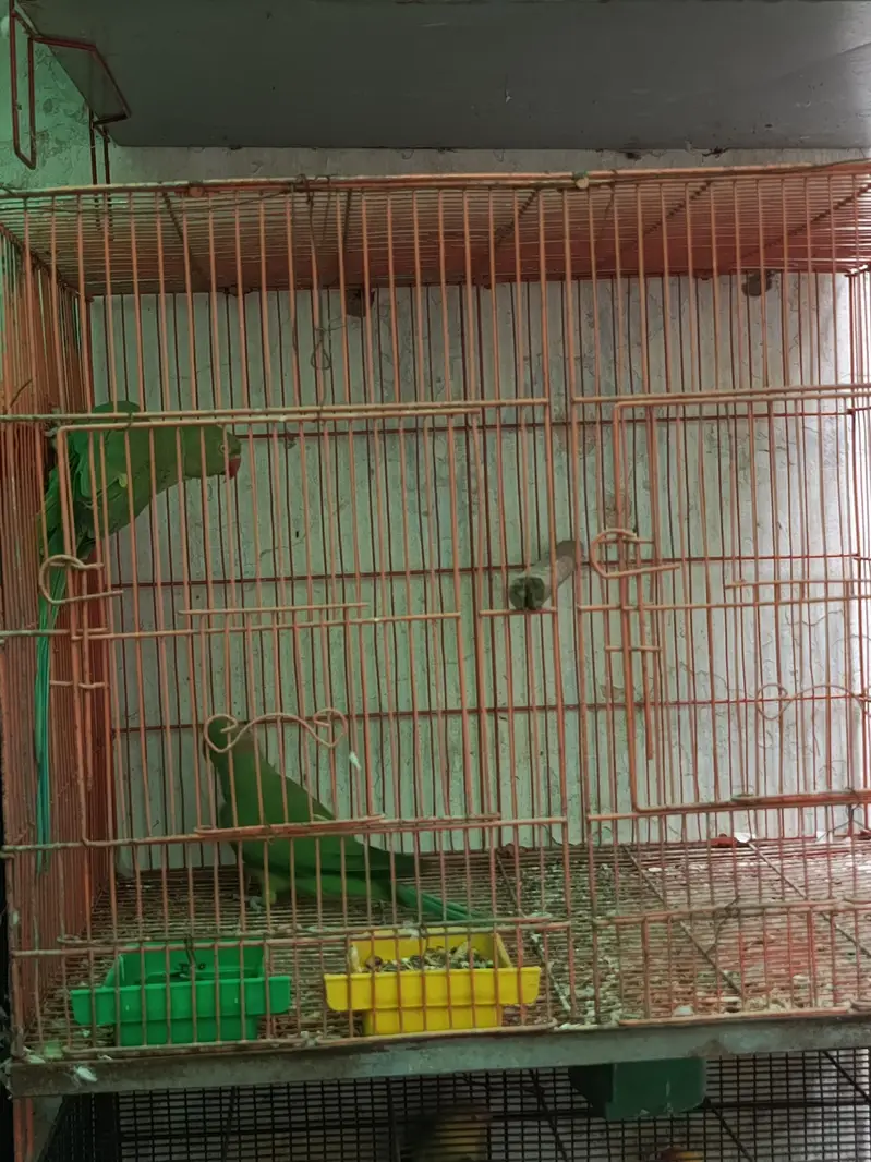 ringneck pair — photo 4