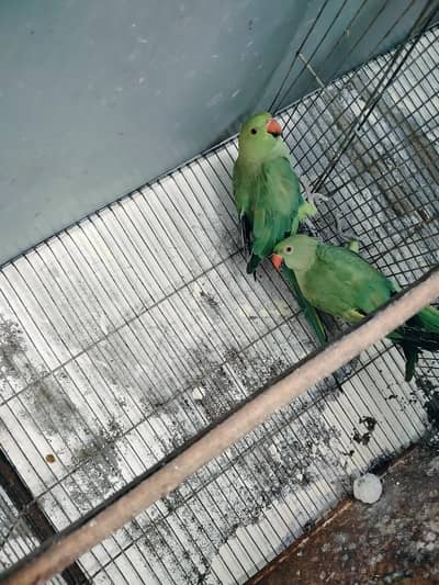 raning nack ka pair hai jambo saiz me ghar ka pala hai