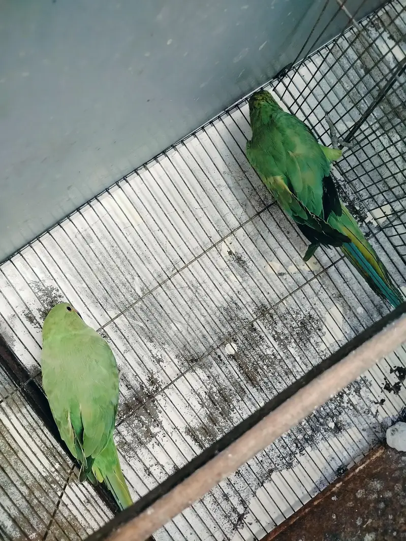 raning nack ka pair hai — photo 2