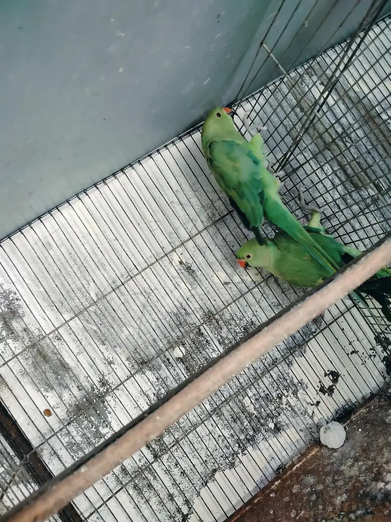 raning nack ka pair hai — photo 3