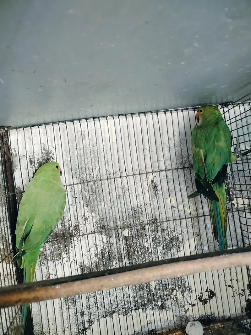 raning nack ka pair hai — photo 4