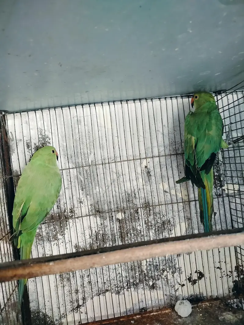 raning nack ka pair hai — photo 5