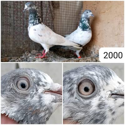 high flyer pigeon Whatsapp 03290705204