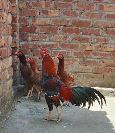 cross ma ha ak murga ha or 3murgiya ha