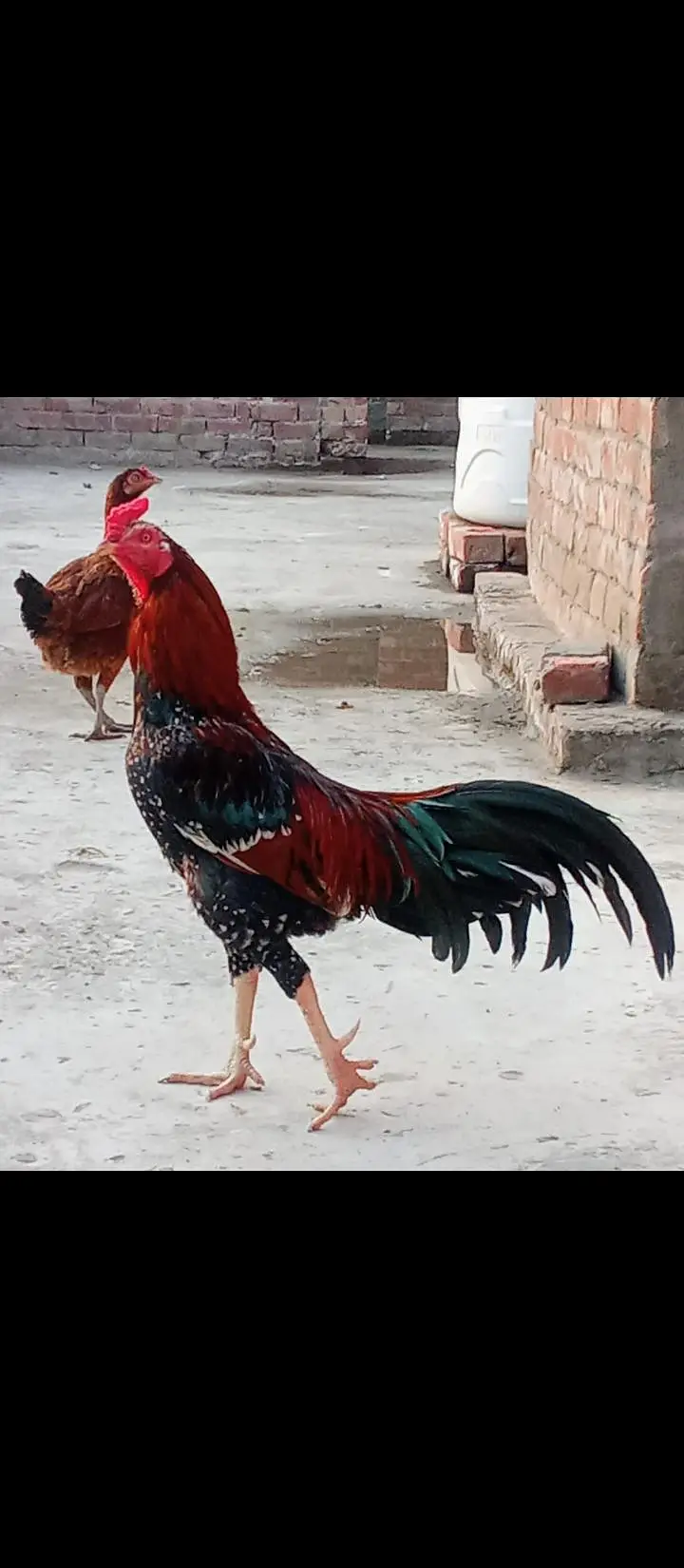 cross ma ha ak murga ha or 3murgiya ha — photo 3