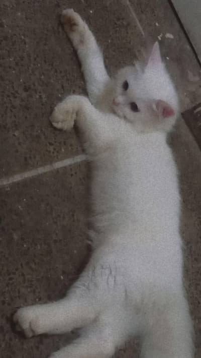 Persian cat vaccinated.  triple coat.  ungent sale.