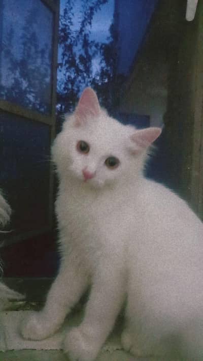 Persian cat vaccinated.  triple coat.  ungent sale.