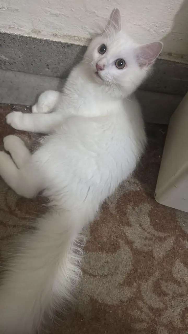 Persian cat vaccinated.  triple coat.  ungent sale. — photo 3