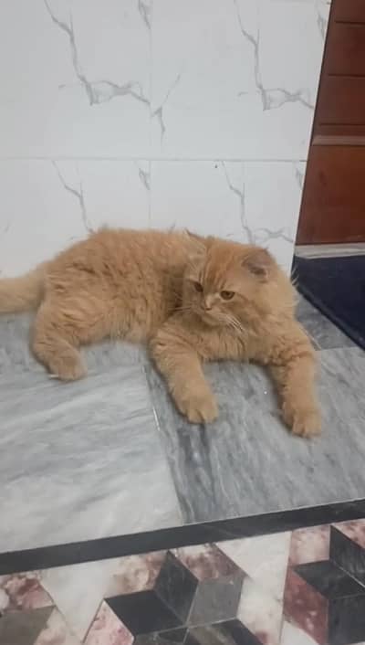 golden Persian kitten